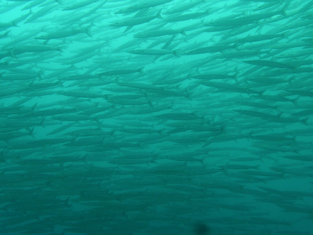Wall of fish