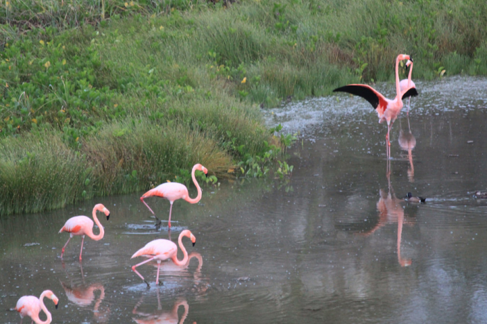 Pink flamingos on Isla Isabela