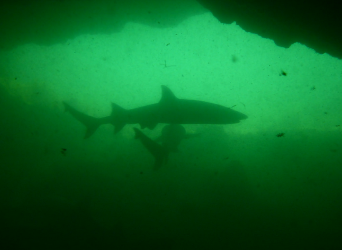 Sharks at Los Tuneles