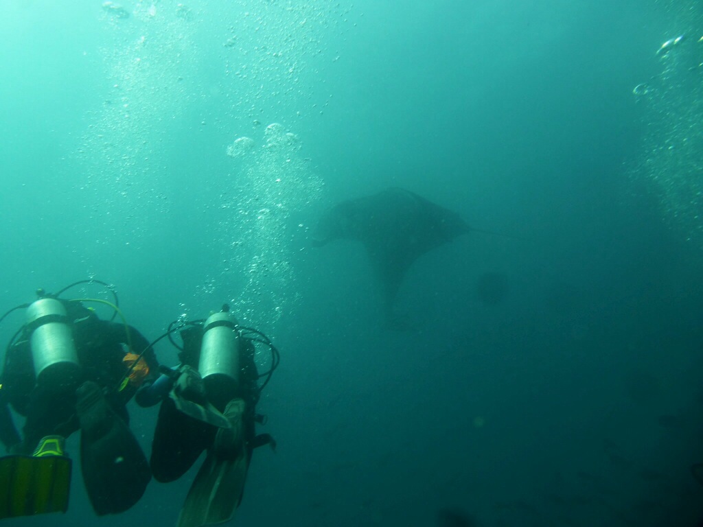 Scuba diving with manta rays off Turtle Island