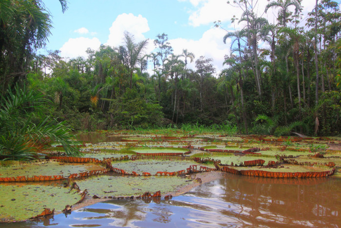 Amazon Water Lilies